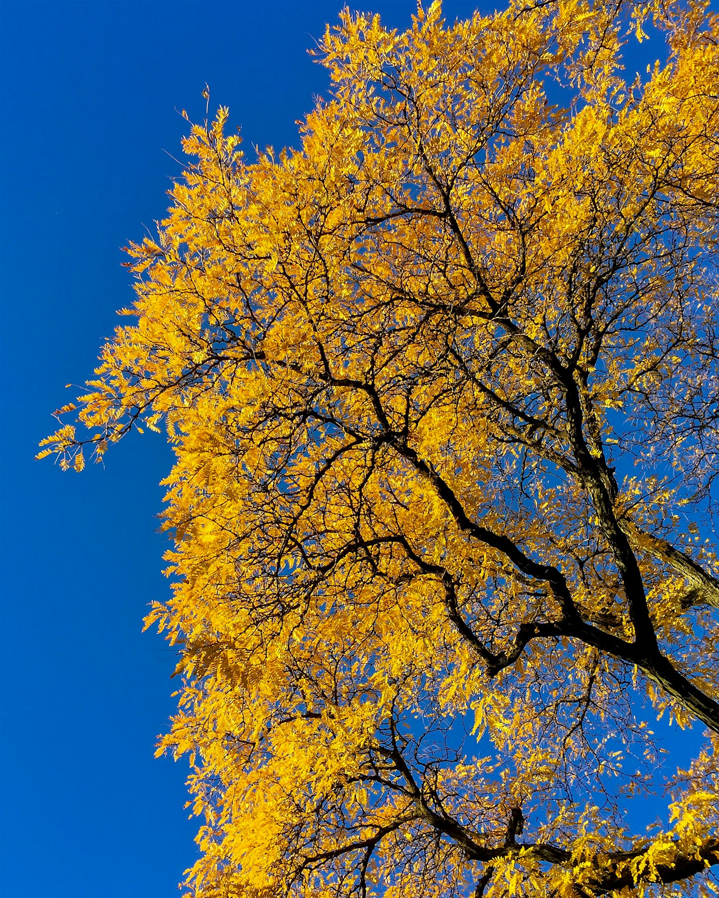 A golden ginkgo tree against a deep blue autumn sky